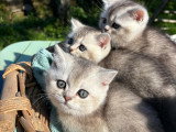 British Shorthair Blue Silver