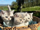 British Shorthair Blue Silver