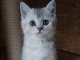 British Shorthair Black Golden &Silver