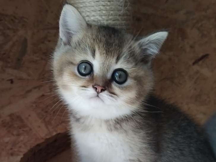 British Shorthair Black Golden &Silver