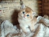 British shorthair Golden & Lilac