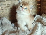 British shorthair Golden & Lilac