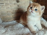 British shorthair Golden & Lilac