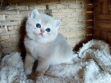 British shorthair Golden & Lilac