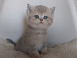 British shorthair Golden & Blue Golden