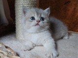 British shorthair Golden ✨️