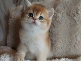 British shorthair Golden ✨️