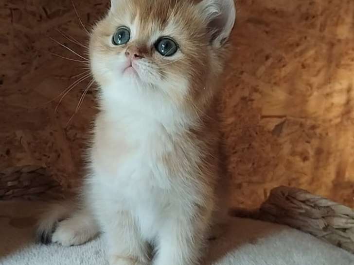 British shorthair Golden ✨️