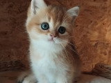 British shorthair Golden ✨️