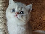 British shorthair Golden ✨️