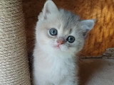 British shorthair Golden ✨️