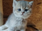 British shorthair Golden shaded✨️