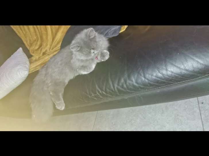 Chatte British Longhair à vendre