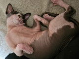 Mâle Sphynx LOOF disponible pour saillie