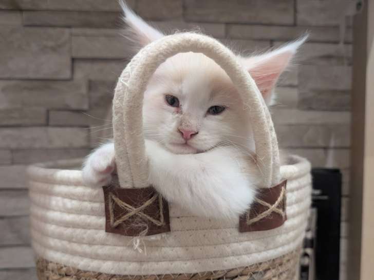 Chatons Maine Coon LOOF à vendre