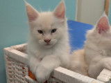 Chatons Maine Coon LOOF à vendre