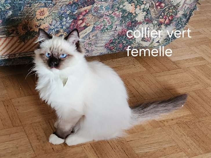 Chatons de race Ragdoll à vendre (2 femelles & 1 mâle)