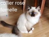 Chatons de race Ragdoll à vendre (2 femelles & 1 mâle)