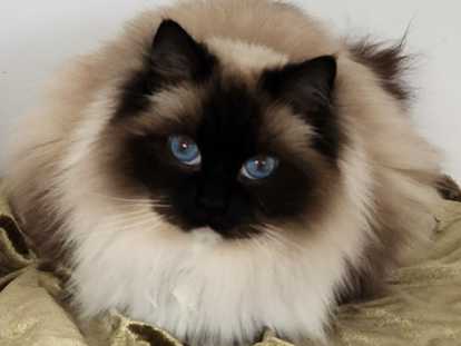 Ragdoll retrait&eacute;es &agrave; vendre