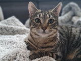 Pippo, chat tigré à adopter en association