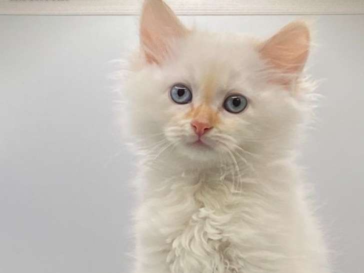 À réserver, 5 chatons Sibériens LOOF, mâles et femelles de septembre 2025