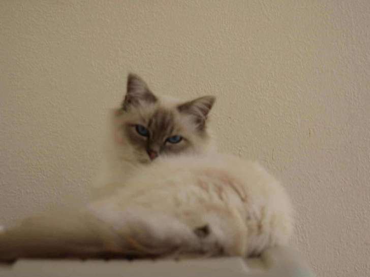 1 chat Sacré de Birmanie non-LOOF de mai 2024 à vendre