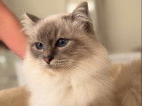 1 chat Sacré de Birmanie non-LOOF de mai 2024 à vendre