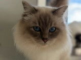 1 chat Sacré de Birmanie non-LOOF de mai 2024 à vendre