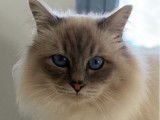 1 chat Sacré de Birmanie non-LOOF de mai 2024 à vendre