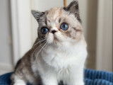3 chatons Exotic Shorthairs LOOF de mai 2025 à vendre