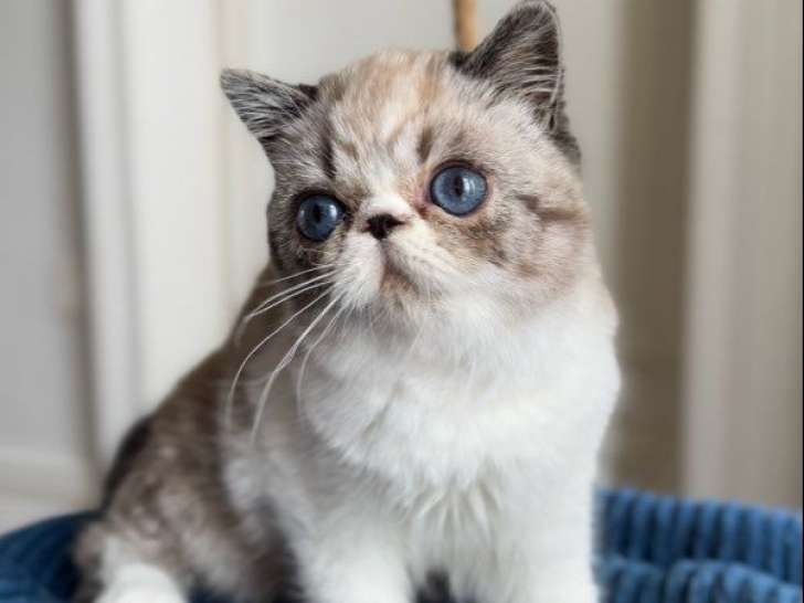 3 chatons Exotic Shorthairs LOOF de mai 2025 à vendre