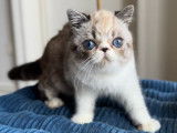 3 chatons Exotic Shorthairs LOOF de mai 2025 à vendre