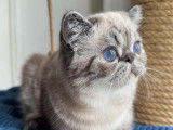 3 chatons Exotic Shorthairs LOOF de mai 2025 à vendre