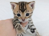 Réservation ouverte pour 2 chatons Bengals LOOF d'octobre 2025