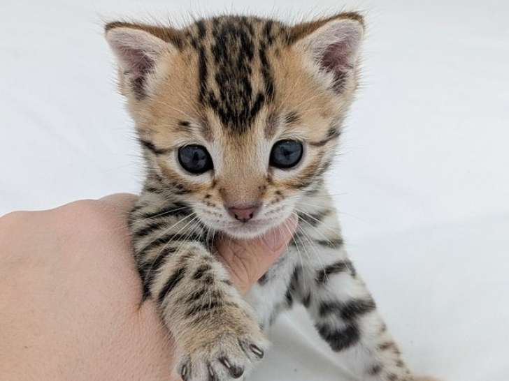 Réservation ouverte pour 2 chatons Bengals LOOF d'octobre 2025