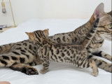 Réservation ouverte pour 2 chatons Bengals LOOF d'octobre 2025