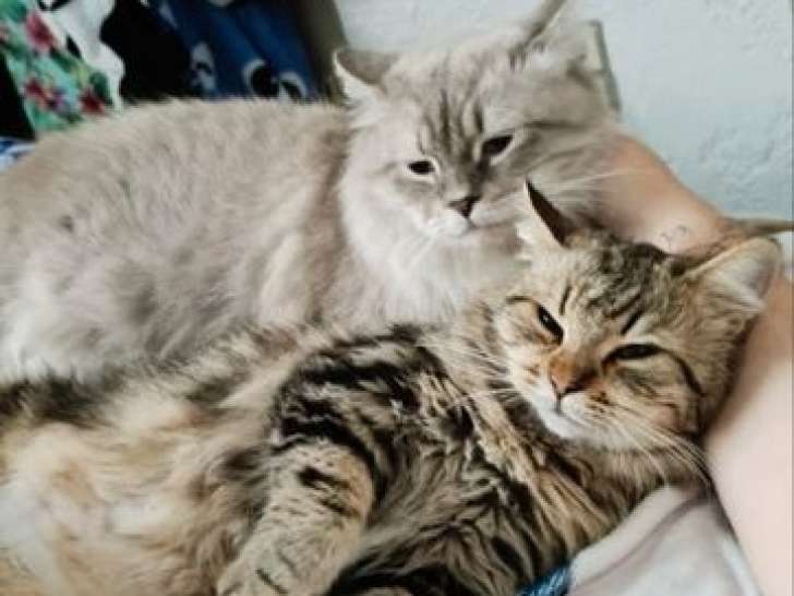 Réservation pour 7 chatons Sibériens LOOF de décembre 2025