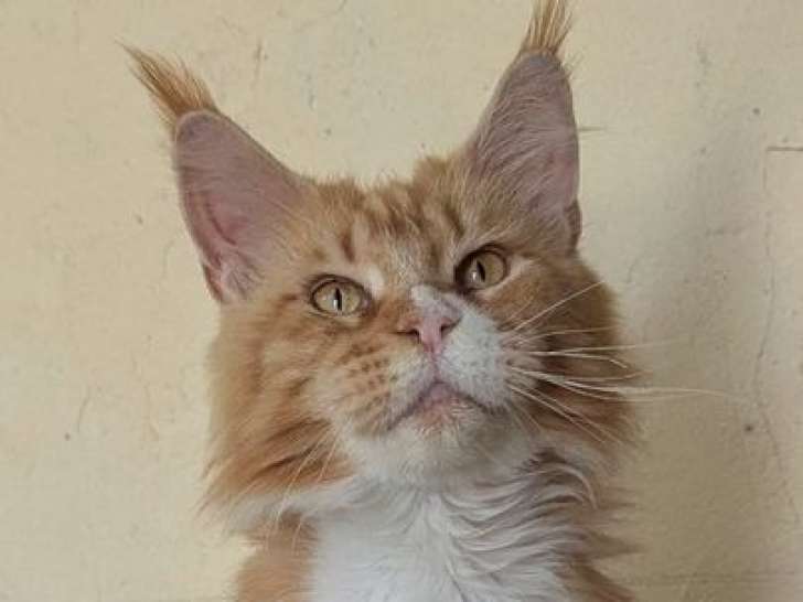Une chatte Maine Coon LOOF de février 2020 à vendre