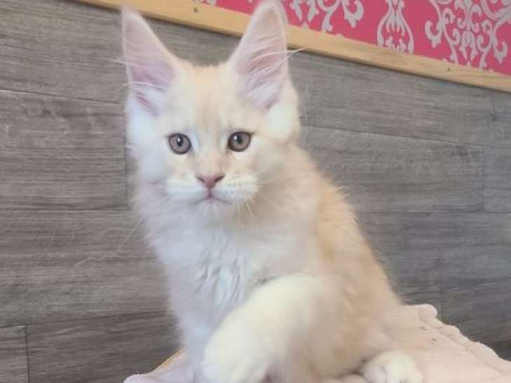 1 chaton Maine Coon mâle LOOF du 18 août 2025 à réserver