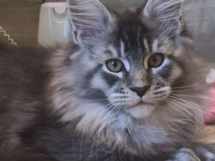 2 chatons Maine Coons LOOF d’août 2025 à réserver