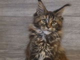 2 chatons Maine Coons LOOF d’août 2025 à réserver