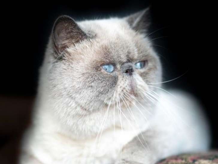 1 chat Exotic Shorthair LOOF de 2021 à vendre