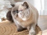 1 chat Exotic Shorthair LOOF de 2021 à vendre