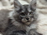 5 chatons Maine Coons LOOF à vendre