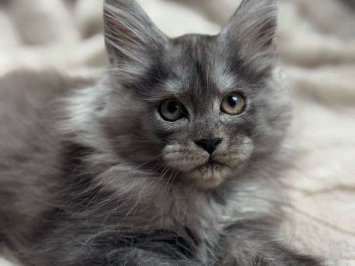 5 chatons Maine Coons LOOF à vendre
