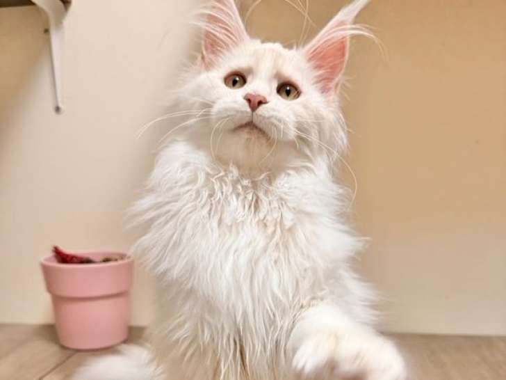 1 chaton Maine Coon femelle LOOF de juillet 2025 à vendre