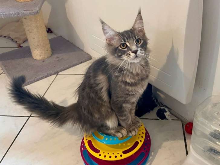 1 chaton Maine Coon mâle LOOF de juillet 2025 disponible à la vente