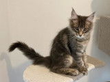 1 chaton Maine Coon mâle LOOF de juillet 2025 disponible à la vente