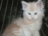 6 chatons Maine Coons LOOF à réserver