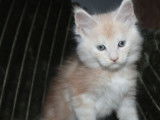 6 chatons Maine Coons LOOF à réserver